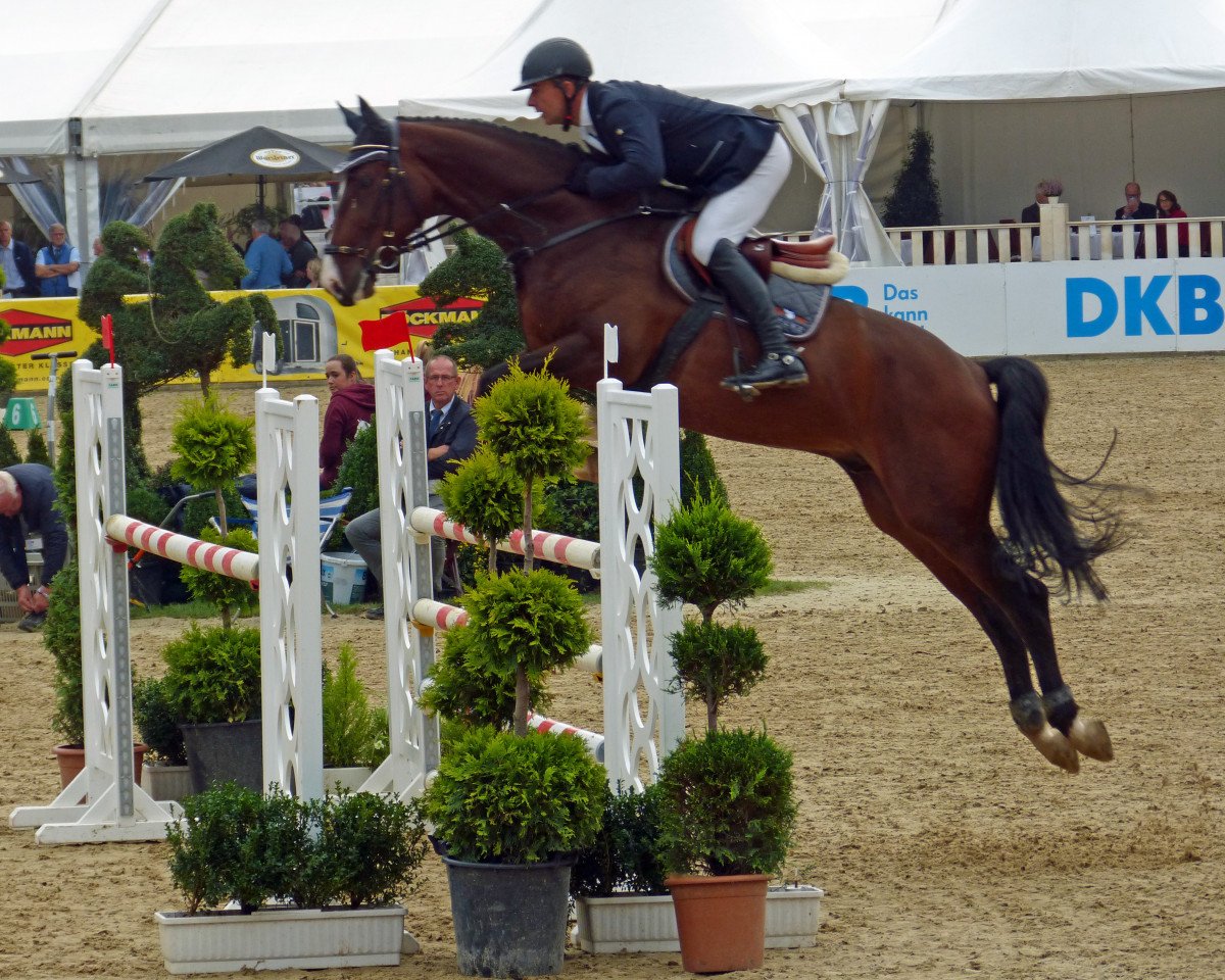 jumper QUINN LORD (Hanoverian, 2012, from Quintender 2)