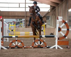 jumper Alfredo 53 (Hanoverian, 2005, from Allround)