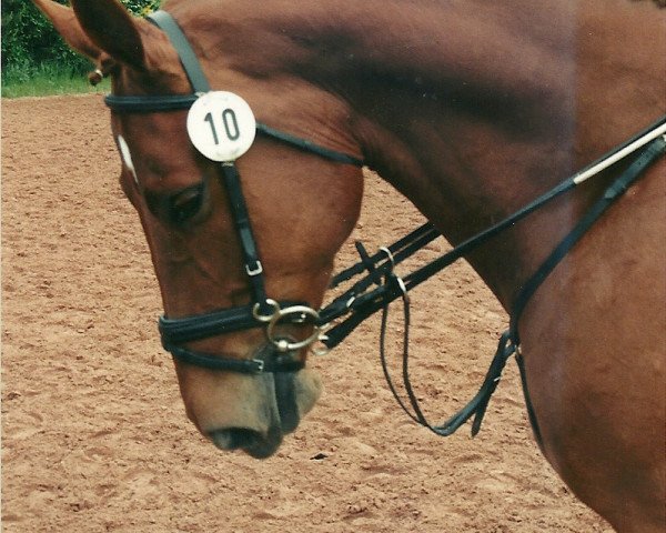 horse Aleppo (Zweibrücken,  , from Alexis Z)
