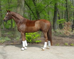 dressage horse Bellini 63 (Hannoveraner, 2011, from Blue Hors Bentley)