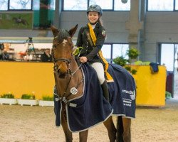 jumper Marquis Bellini (German Sport Horse, 2006, from Monte Bellini)