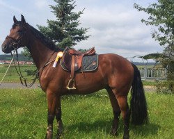 jumper Lennox 414 (Hanoverian, 2013, from Lordanos)