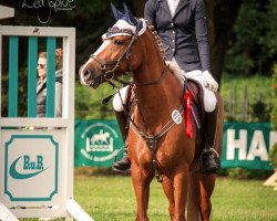 jumper Noblessa 6 (German Riding Pony, 2006, from Holsteins Offizier)