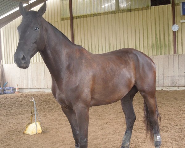 dressage horse Caspian (Swedish Warmblood, 2010, from Christ)