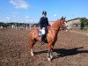 jumper Barneby 24 (German Riding Pony, 2010, from Llaun Bonheddwr)