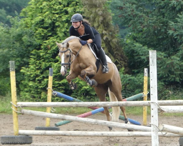 dressage horse Tiffany 333 (German Riding Pony, 2001, from Top King)