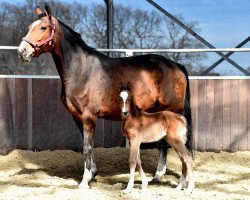 Springpferd Donna Pilota (Westfale, 2017, von Dominator 2000 Z)