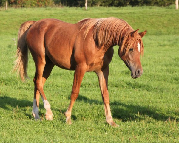 horse Amoun Tamir (Arabian thoroughbred, 2016)