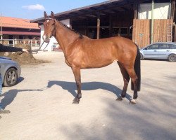 broodmare Carla (Württemberger, 2010, from Cachas)