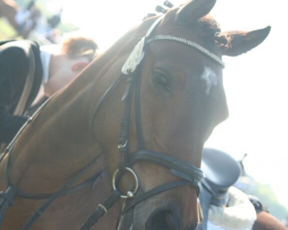 dressage horse Kaja (German Riding Pony, 2006, from Kaiser Konrad)