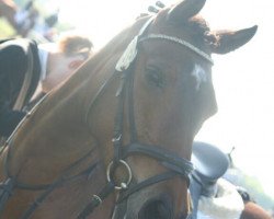 dressage horse Kaja (German Riding Pony, 2006, from Kaiser Konrad)