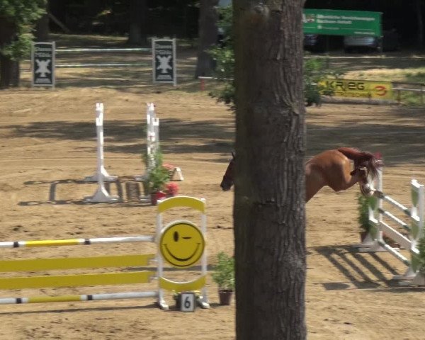 Reitturnier CSN Calvörde 2018