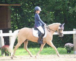 dressage horse Doylan Honey Bunny (Welsh-Pony (Section B), 2005, from Nantcol Figurehead)