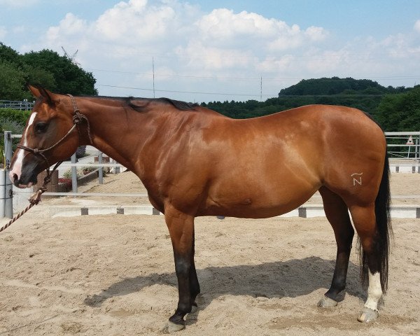 broodmare Shoot like an Angel (Quarter Horse, 2005, from The Sharp Shooter)