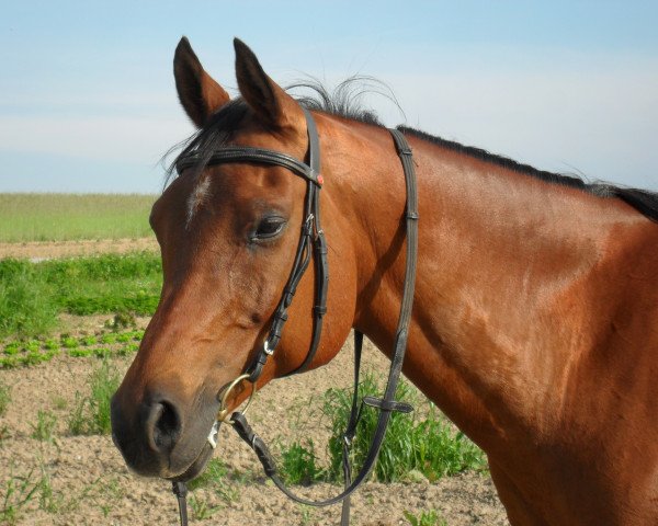 horse Vabian ox (Arabian thoroughbred, 2000, from Vympel 1983 ox)