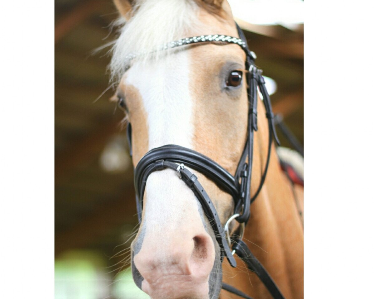 dressage horse Royal Queen 9 (KWPN (Royal Dutch Sporthorse), 2010)