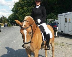 dressage horse All my dreams (Haflinger, 2013, from Air Force II)