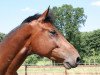 dressage horse Chestnut Dancer 3 (Holsteiner, 2008, from Cristo)