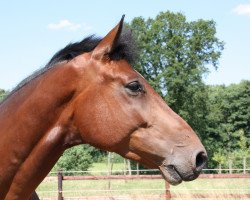 dressage horse Chestnut Dancer 3 (Holsteiner, 2008, from Cristo)