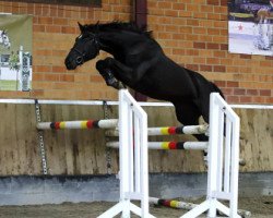 jumper Extra (Belgium Sporthorse, 2013, from Emerald van 't Ruytershof)