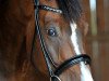 dressage horse Nachtfürst (Trakehner, 2008, from Zauberfürst)