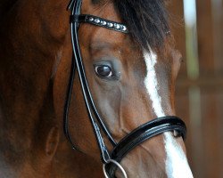 dressage horse Nachtfürst (Trakehner, 2008, from Zauberfürst)