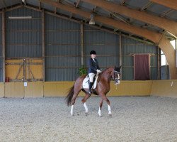 broodmare Quyntina (German Sport Horse, 2011, from Quaterback)