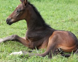 dressage horse Ridiculous Nobilis Ms (Hanoverian, 2017, from Rock Springs)