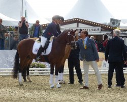 Dressurpferd Steendieks Dschingis Khan (Deutsches Reitpony, 2014, von Steendieks Morgensterns Dalai)