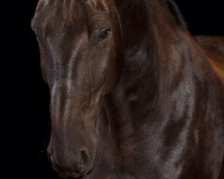 dressage horse Kraftprotz (Polish Warmblood, 2007, from Regres)