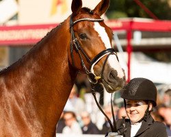 dressage horse Borgia 11 (Hanoverian, 2014, from Benetton Dream FRH 1301)