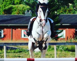 jumper Eldorado (Lithuanians Warmblood, 2009)