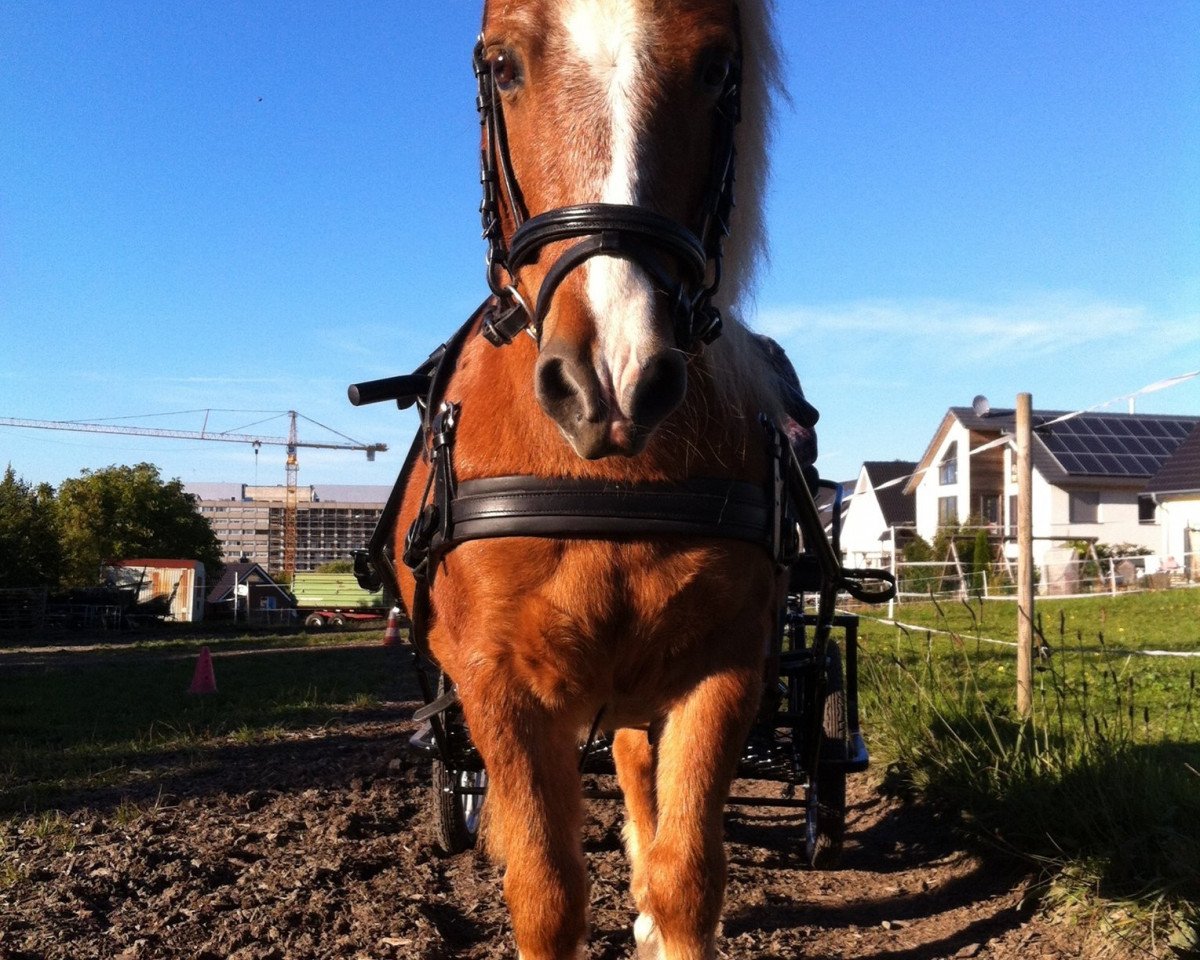 Dressurpferd Einstein 171 (Shetland Pony, 1998)