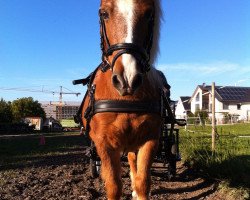 dressage horse Einstein 171 (Shetland Pony, 1998)