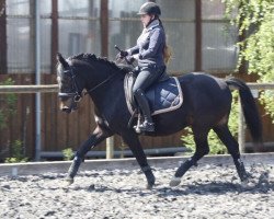 dressage horse Maximo (Welsh Mix, 2009)