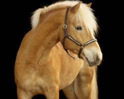 Springpferd Anubis 34 (Haflinger, 2010, von Almwind)