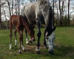 broodmare Cappitana (German Sport Horse, 2009, from Cappo)