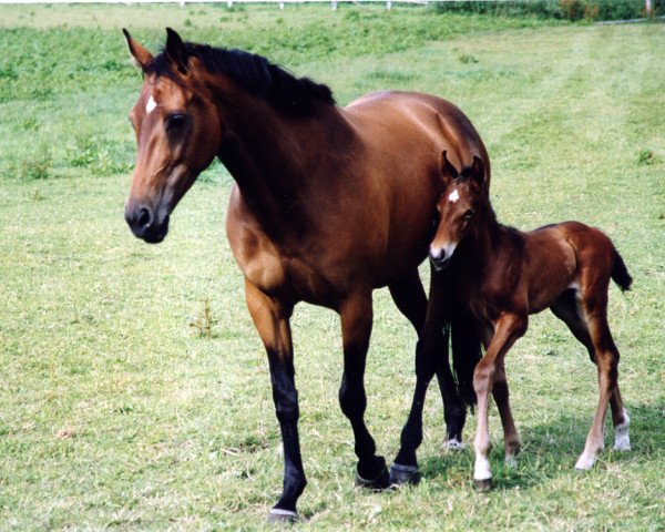 broodmare Lucie Lady (Oldenburg, 1991, from Landfrieden)