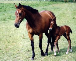 Zuchtstute Lucie Lady (Oldenburger, 1991, von Landfrieden)