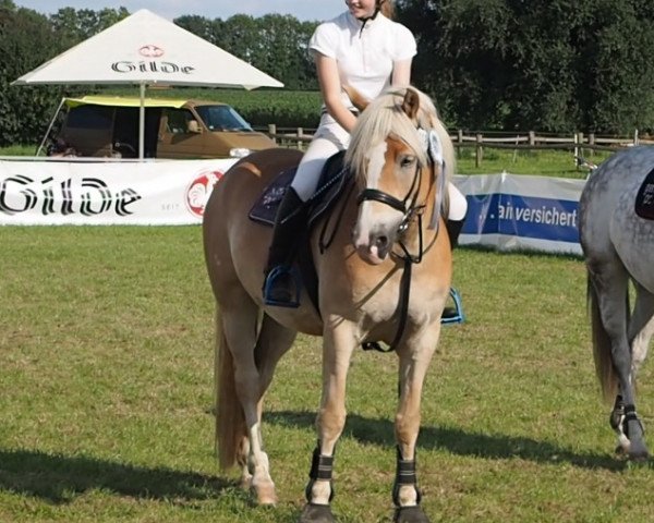 Springpferd Niels van Westerhorn (Haflinger, 2007, von Natif)