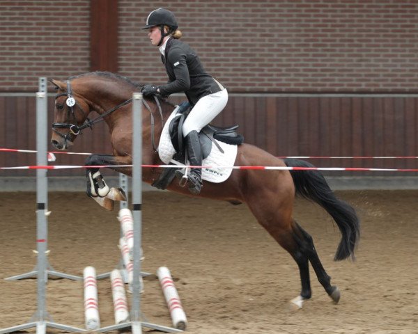 stallion Jonkers' Jayden (Nederlands Welsh Ridepony, 2012, from Valerio)