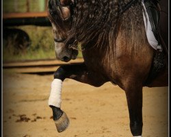 Pferd Lacayo (Pura Raza Espanola (PRE), 2008)