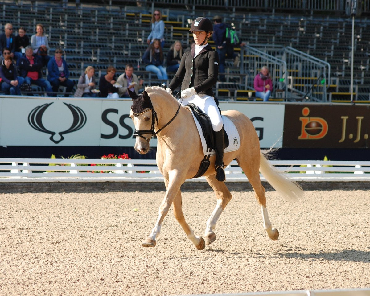 stallion Steendiek's Corlandos (German Riding Pony, 2011, from FS Chambertin)