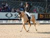 Deckhengst Steendiek's Corlandos (Deutsches Reitpony, 2011, von FS Chambertin)