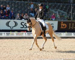 stallion Steendiek's Corlandos (German Riding Pony, 2011, from FS Chambertin)