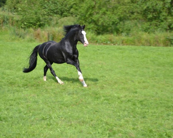 stallion Nino (German Riding Pony, 1994, from Nico The Champ)