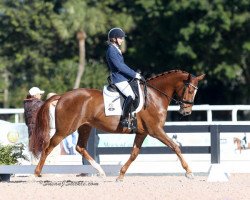 broodmare Bella Donna S (Oldenburg, 2011, from Blue Hors Bentley)