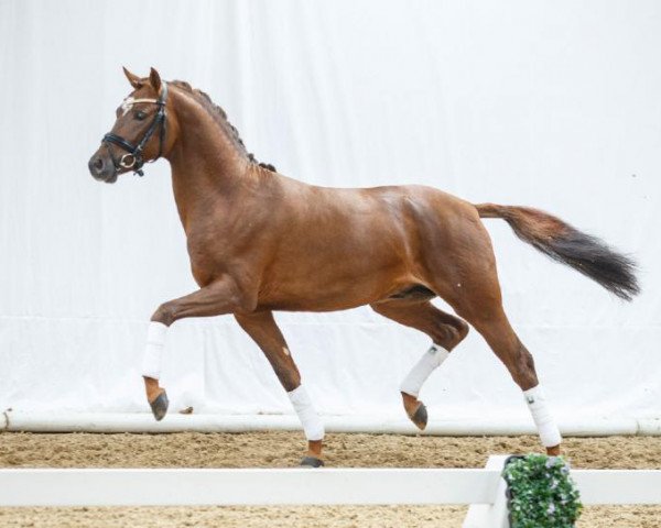 dressage horse Genius 113 (German Riding Pony, 2012, from Golden Rock)