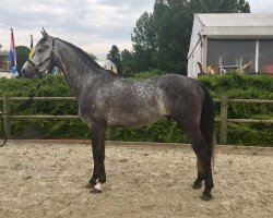 Springpferd Menturio (Belgisches Warmblut,  , von Centurio 22)