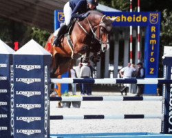 jumper Floyo VDL (KWPN (Royal Dutch Sporthorse), 2010, from Baltic VDL)